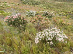 Leucadendron radiatum
