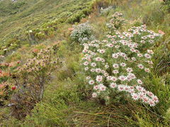 Leucadendron radiatum