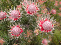 Leucadendron radiatum
