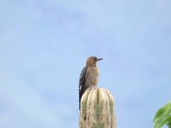 Melanerpes hypopolius