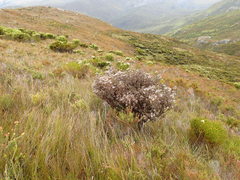 Leucadendron radiatum