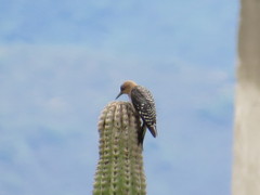 Melanerpes hypopolius