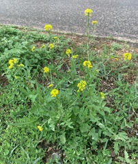 Sisymbrium loeselii