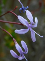 Prismatocarpus diffusus