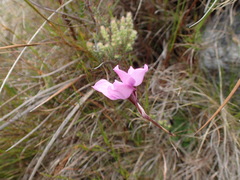 Disa schizodioides