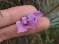 Disa schizodioides