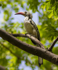 Tockus erythrorhynchus
