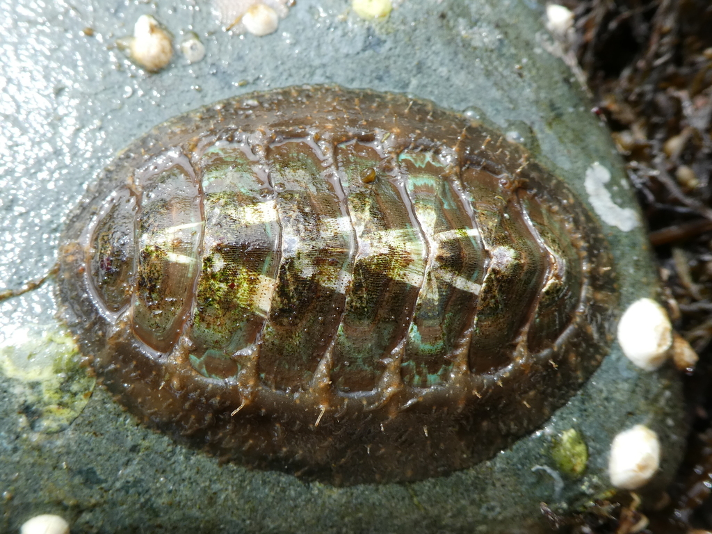 Mopalia vespertina