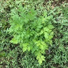 Artemisia absinthium