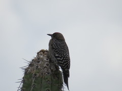 Melanerpes hypopolius