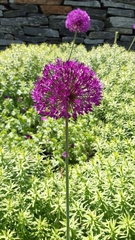 Allium