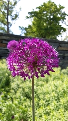 Allium