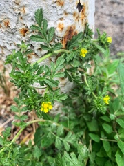 Potentilla supina
