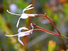 Prismatocarpus diffusus