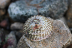 Trochita trochiformis