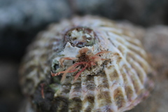 Trochita trochiformis