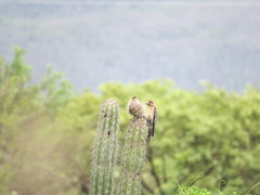 Melanerpes hypopolius