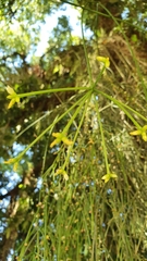 Rhipsalis teres