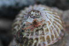 Trochita trochiformis