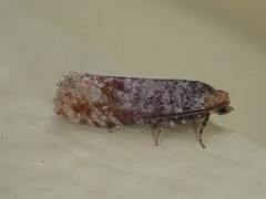 Retinia pallipennis