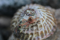 Trochita trochiformis