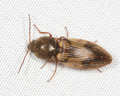 Stropenron hieroglyphica