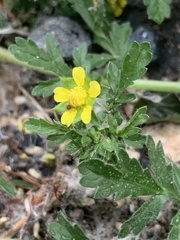Potentilla supina