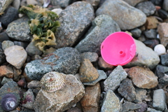 Trochita trochiformis