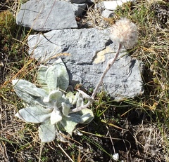 Craspedia lanata elongata