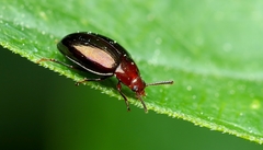 Scaphidema metallicum