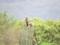 Melanerpes hypopolius
