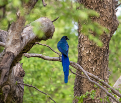 Lamprotornis caudatus