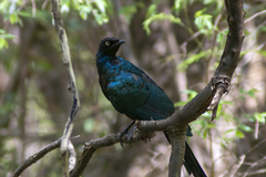 Lamprotornis caudatus