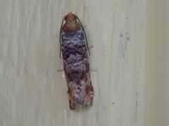 Retinia pallipennis