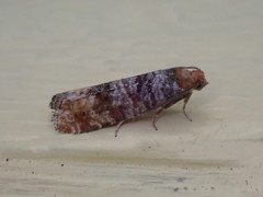 Retinia pallipennis