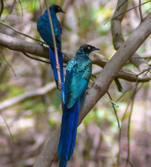 Lamprotornis caudatus