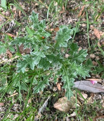 Carduus acanthoides