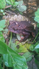 Incilius spiculatus