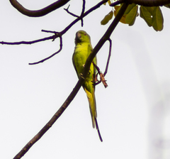 Psittacula krameri krameri