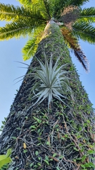 Tillandsia gardneri