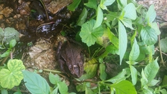 Incilius spiculatus
