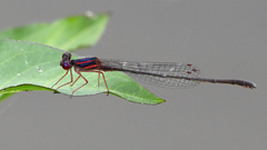 Enallagma dubium