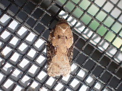 Acleris braunana
