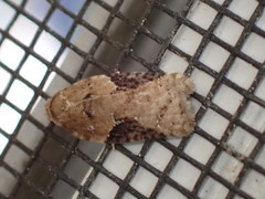 Acleris braunana