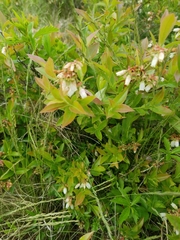 Vaccinium angustifolium image
