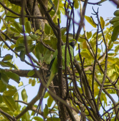 Psittacula krameri krameri