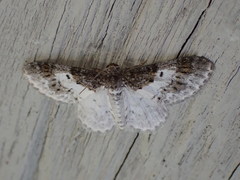Hydrelia condensata