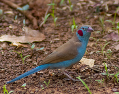 Uraeginthus bengalus