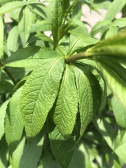 Veronicastrum virginicum