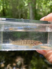 Etheostoma crossopterum